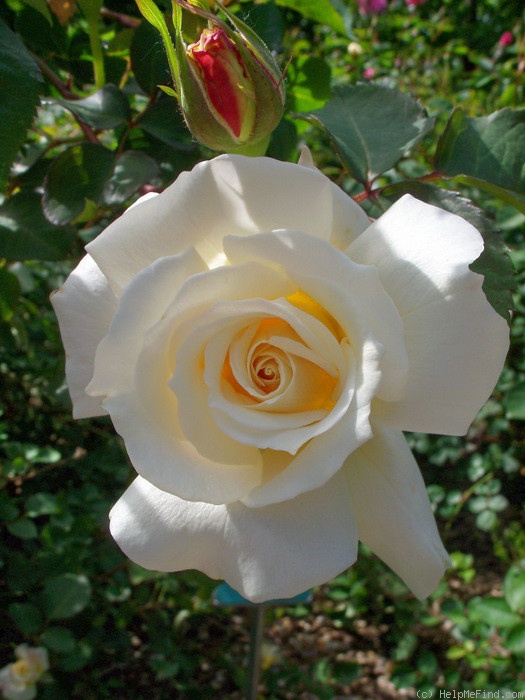 'April Moon (shrub, Buck 1984)' rose photo