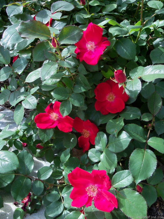 'Home Run ™(shrub, Carruth 2001)' rose photo