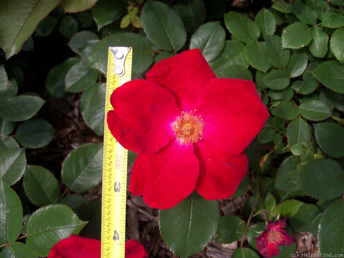 'Home Run ™(shrub, Carruth 2001)' rose photo