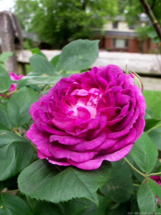 'Reine des Violettes (hybrid perpetual, Mille-Mallet 1860)' rose photo