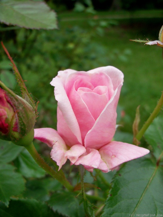 'Nymphenburg' rose photo