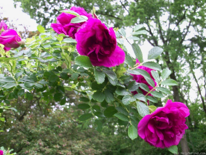 'Roseraie de l'Haÿ' rose photo