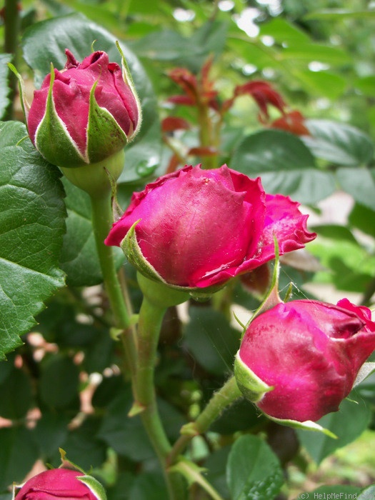 'Red Eden ™' rose photo