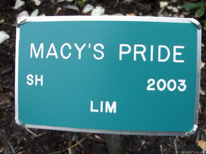 'Macy's Pride™' rose photo