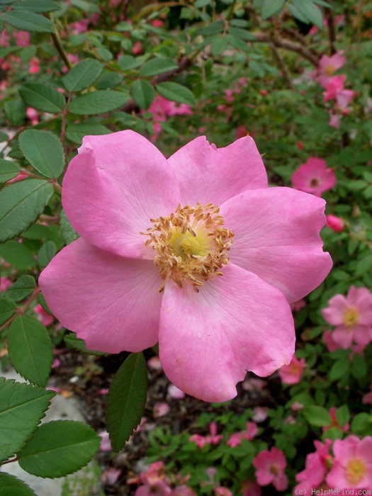 'Polar Joy ™' rose photo
