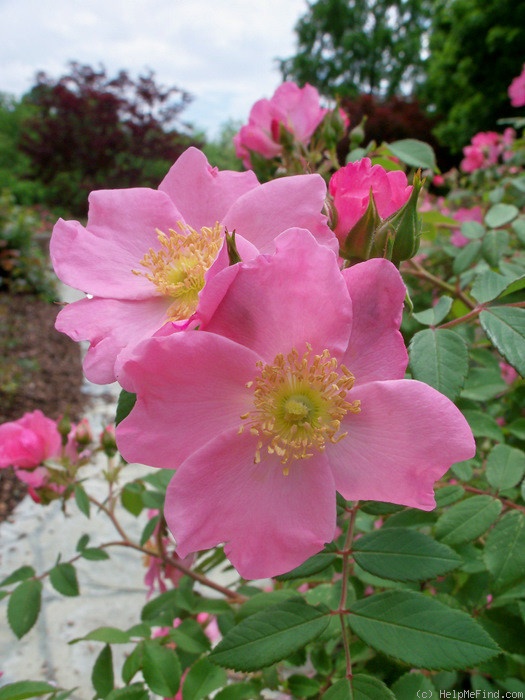 'Polar Joy ™' rose photo