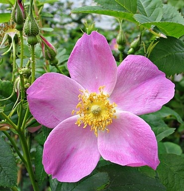 'R. palustris nuttalliana' rose photo