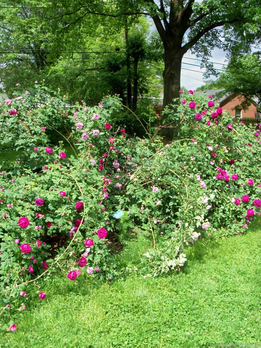'Variegata di Bologna' rose photo