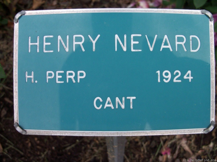 'Henry Nevard (Hybrid Perpetual, Cant, 1924)' rose photo