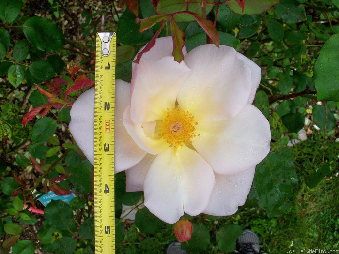 'Francesca (Hybrid Musk, Pemberton, 1922)' rose photo