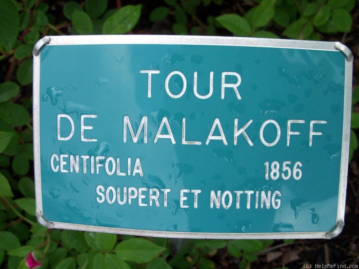 'Tour de Malakoff (centifolia, Pastoret/Soupert & Notting, 1856)' rose photo