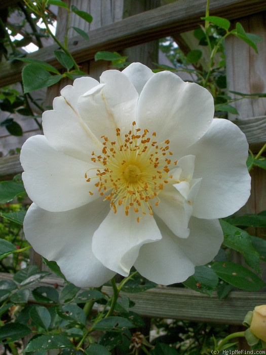 'City of York' rose photo