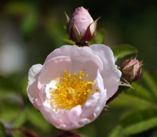 'Daisy Hill' rose photo