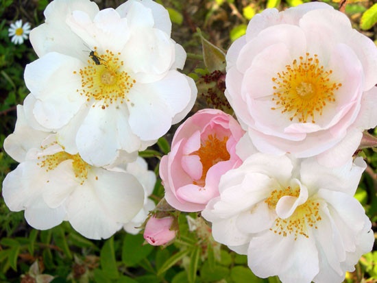 'Daisy Hill' rose photo