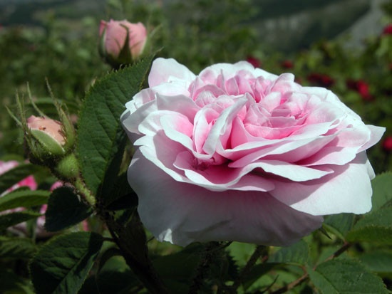 'König von Dänemark' rose photo