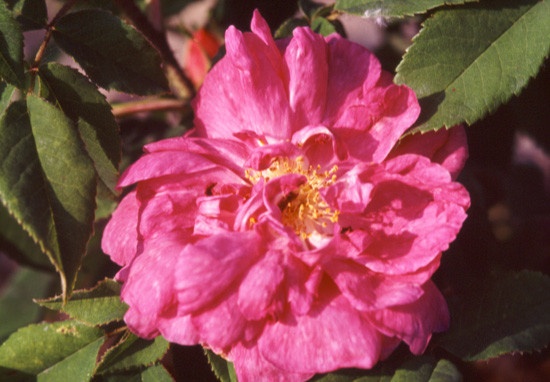 'Marbrée (Portland, Robert, 1858)' rose photo
