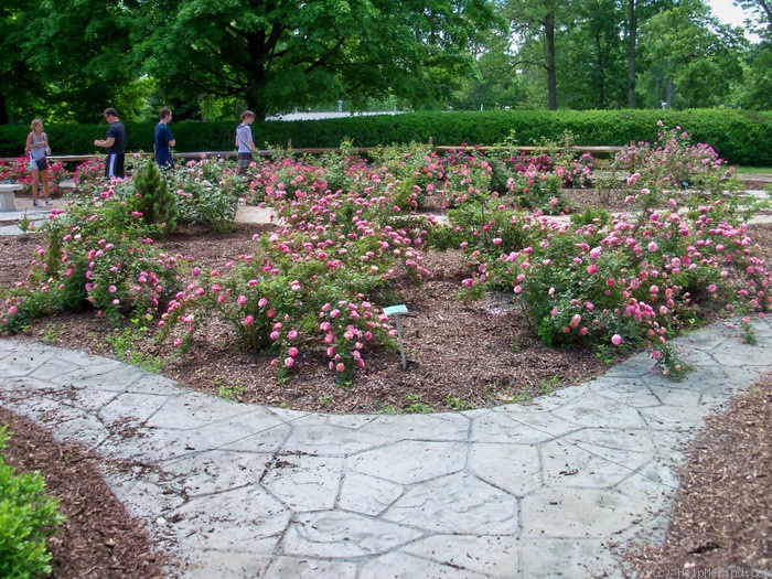 'Fiesta (shrub, Lim, 2007)' rose photo
