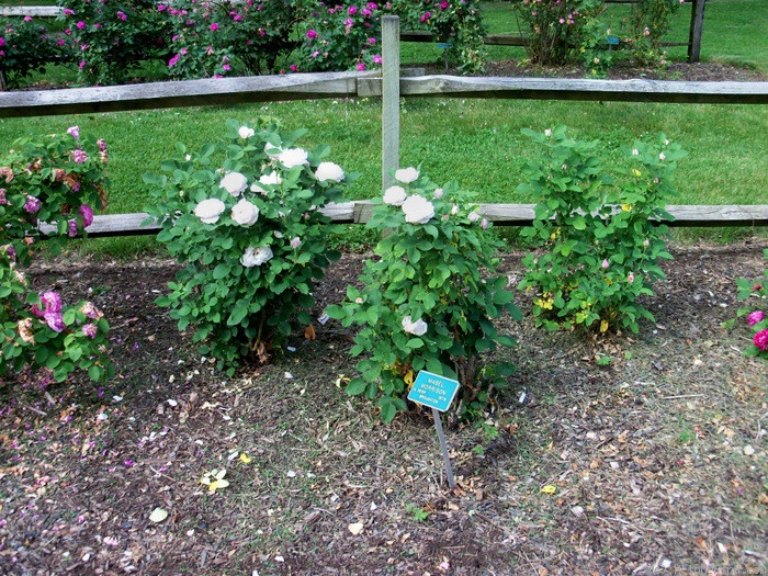 'Mabel Morrison' rose photo