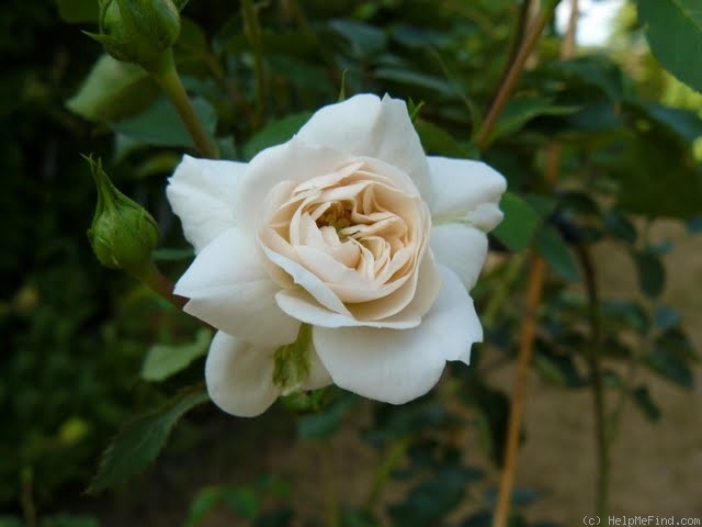 'Cumulus' rose photo