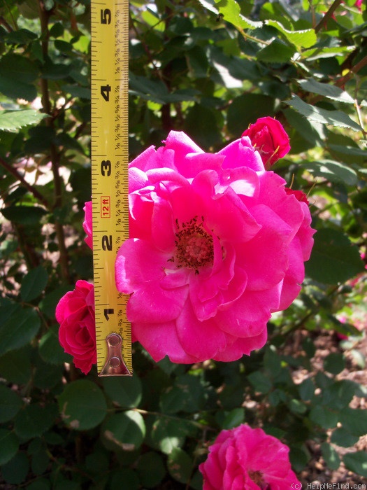 'Alexander MacKenzie' rose, click to enlarge 'Alexander MacKenzie' rose photo