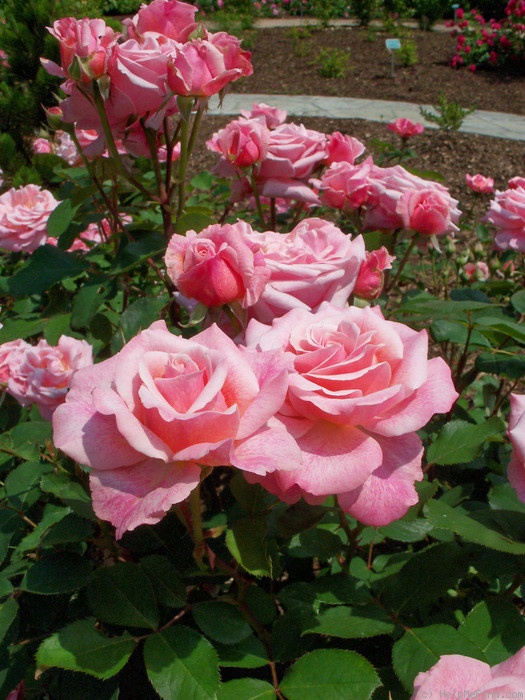 'Dorcas (shrub, Buck 1984)' rose photo