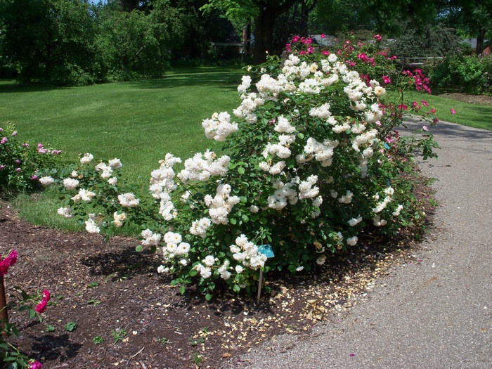 'Buff Beauty (Hybrid Musk, Bentall, 1939)' rose photo