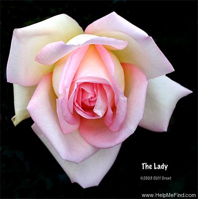 'The Lady' rose photo