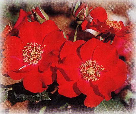 'Anne Laure ®' rose photo