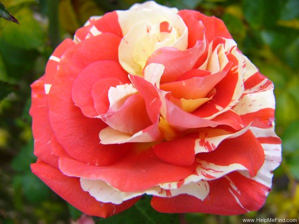 'Papagena (floribunda, McGredy 1985)' rose photo