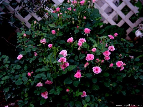 'Rosy Minuetto ™' rose photo