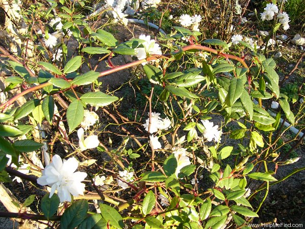 'Snow Goose' rose photo
