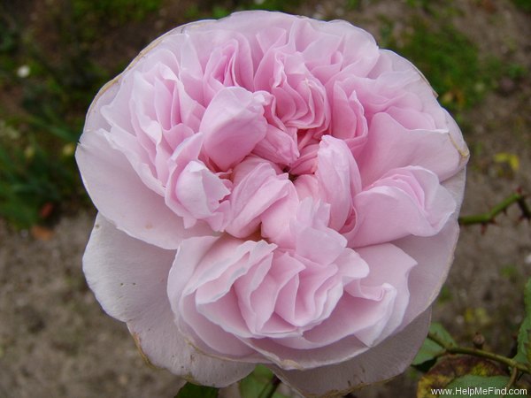 'Austin's Cottage Rose' rose photo