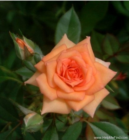 'Work of Art ™' rose photo