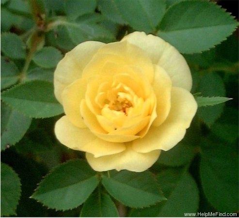 'Lemon Gems' rose photo
