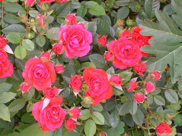 'Charming Parade' rose photo