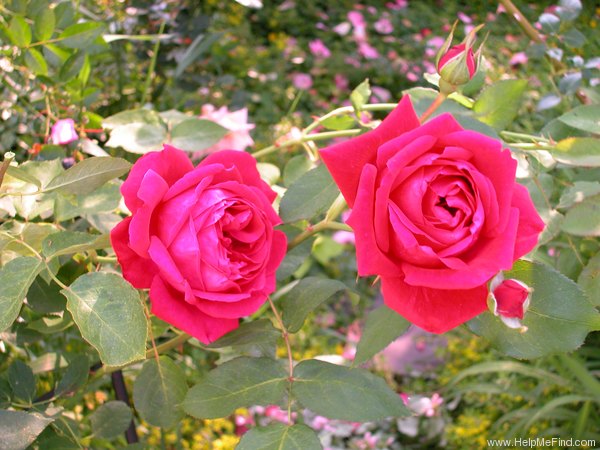 'Rhode Island Red' rose photo