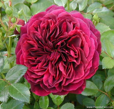 'Tradescant' rose, click to enlarge 'Tradescant' rose photo
