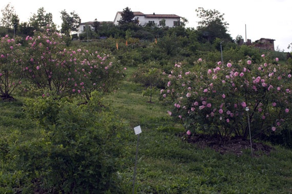'Museo Giardino della Rosa Antica'  photo