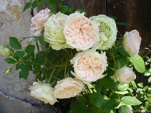 'Corfu' rose photo