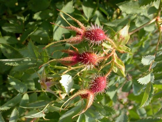 'R. fedtschenkoana' rose photo