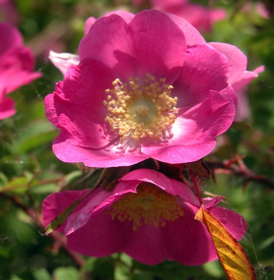 'R. forrestiana' rose photo