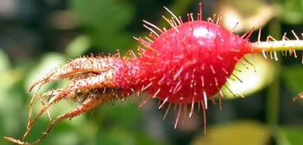 'R. fedtschenkoana' rose photo