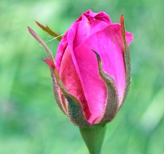 '<i>Rosa</i> x<i> l'heritierana</i>' rose photo