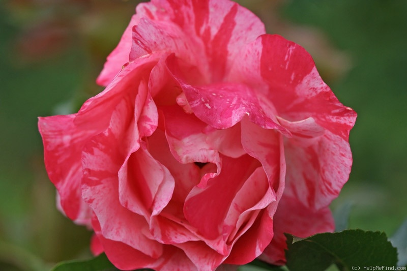 'Grimaldi ™' rose photo