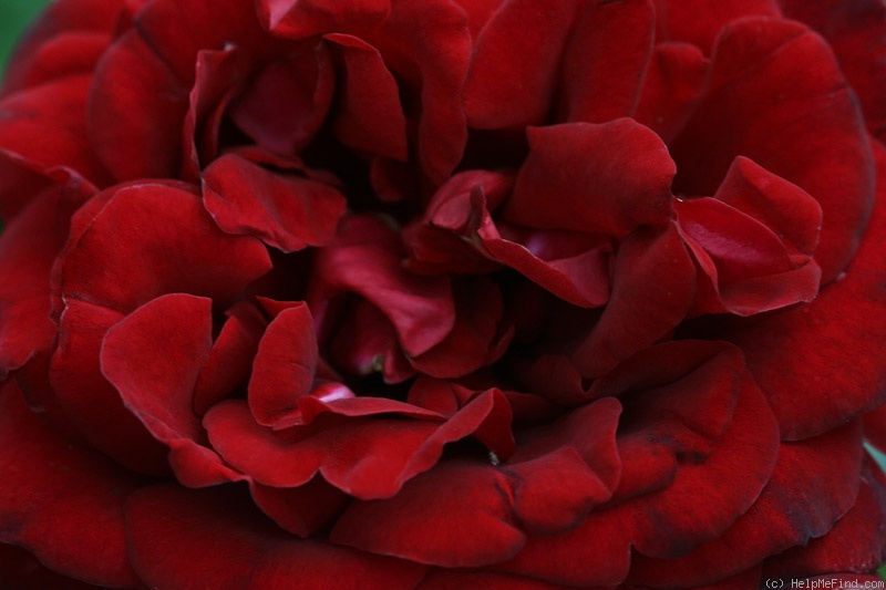 'Isabelle Renaissance' rose photo