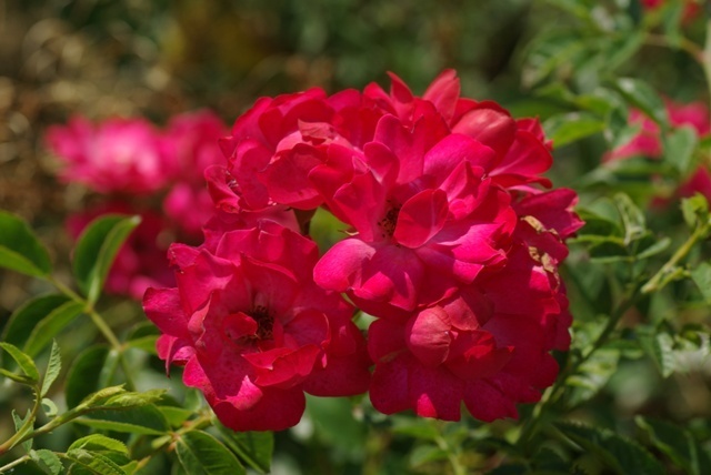 'Andromeda ® (shrub, Barni, 2002)' rose photo