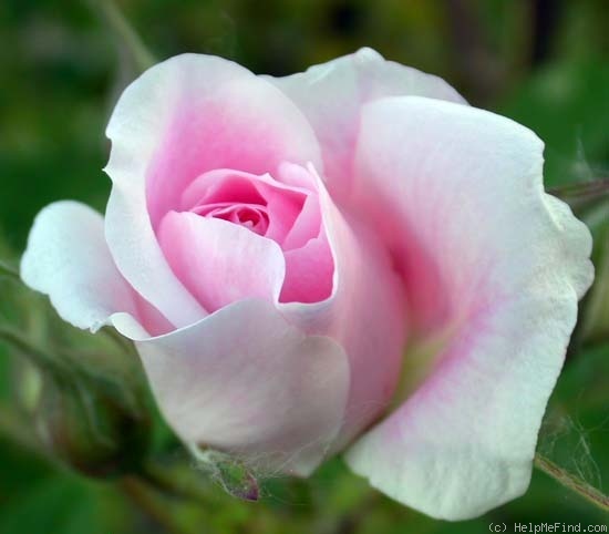 'Martin Frobisher' rose photo