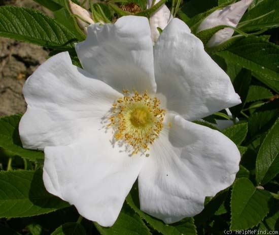 'Nyveldt's White' rose photo