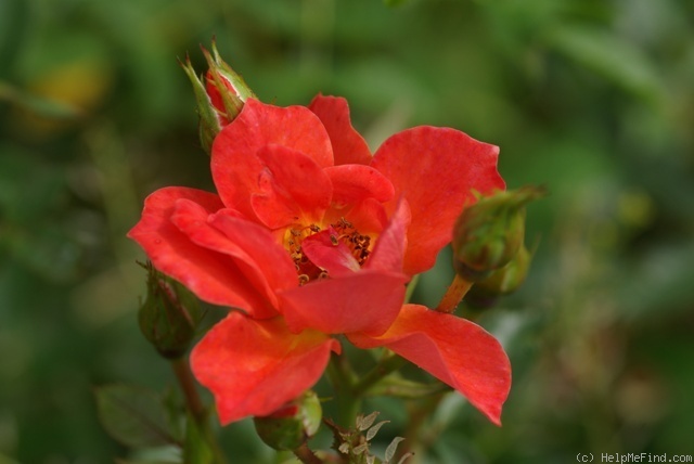 'Anna Ford ® (miniature, Harkness before 1979)' rose photo