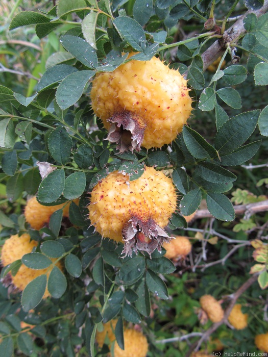 'R. roxburghii' rose photo